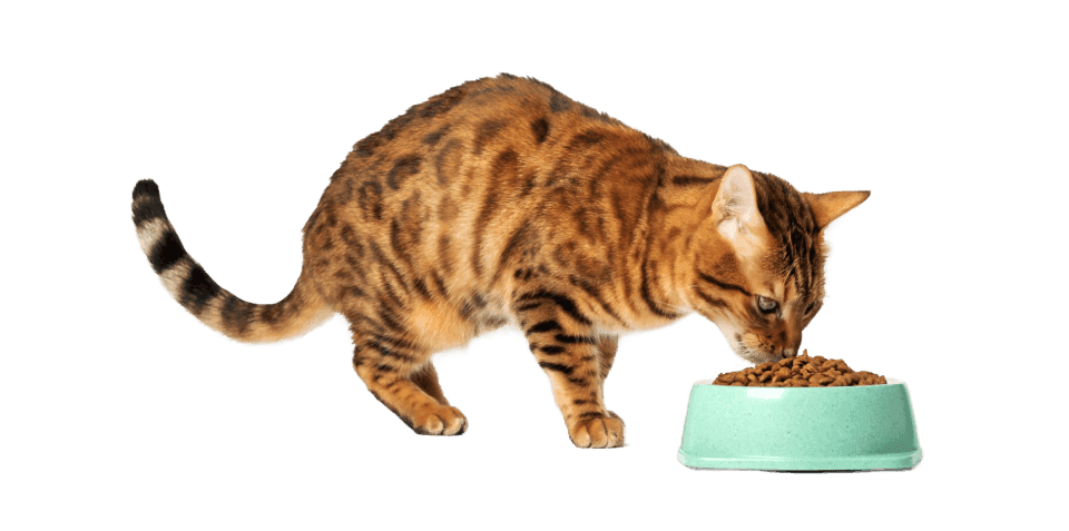 Kattenvoer