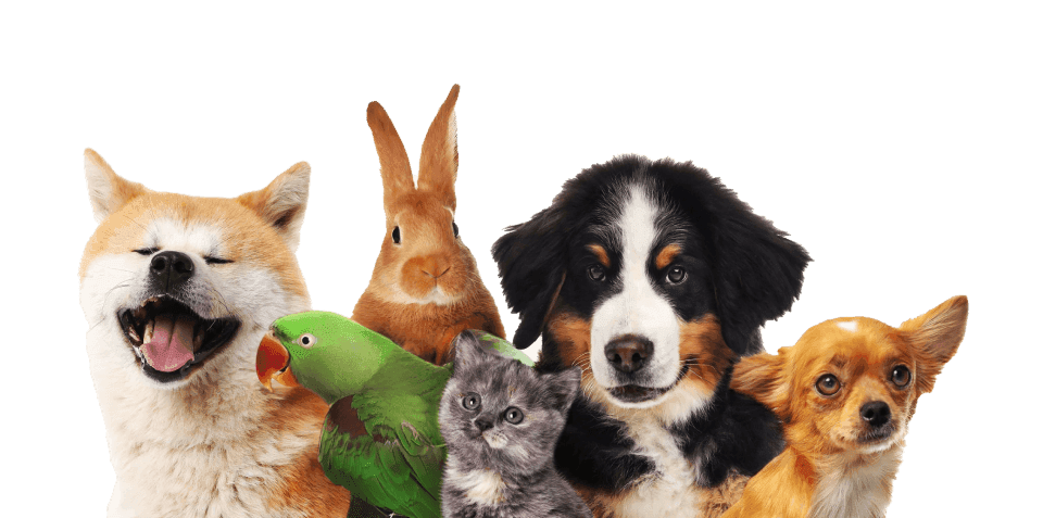 Dieren
